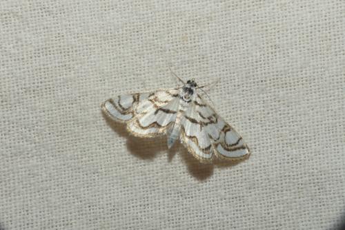 Réf. 185 407 : Nymphula nitidulata